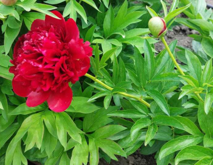 Pivonka čínska  ’Eliza Lundy’