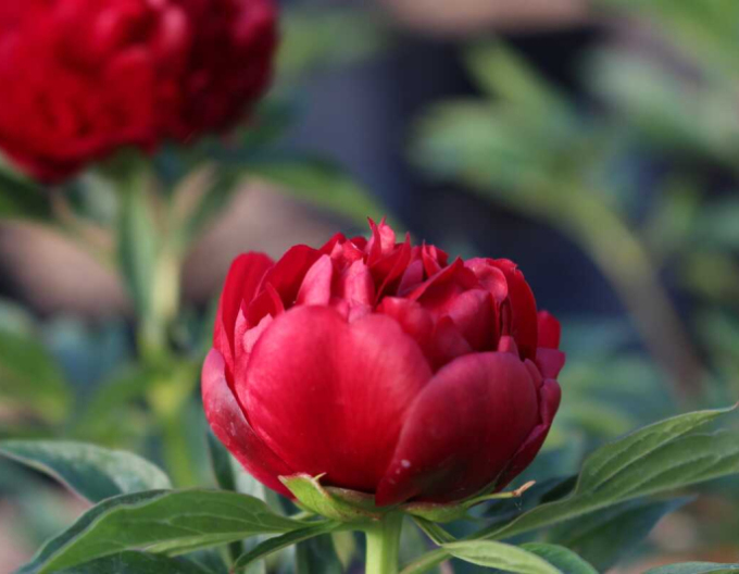 Pivonka čínska  ’Eliza Lundy’