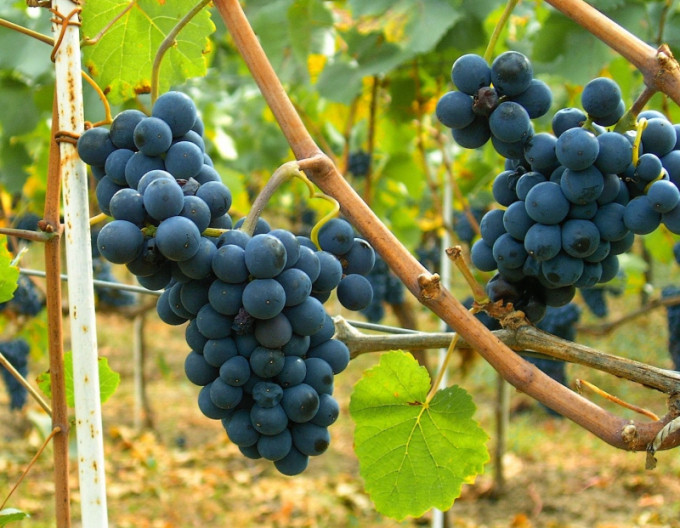 Vinič stolový ´Moldova´, 2l kont.