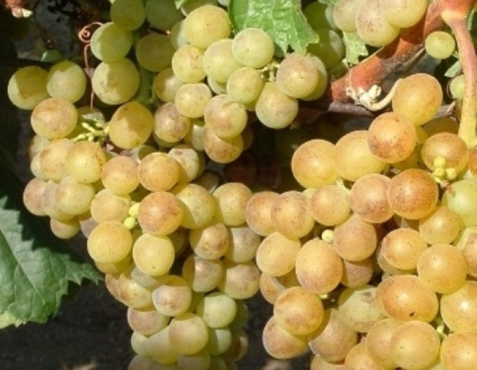 Vinič stolový ´Polockei Muskotal´, 2l kont.