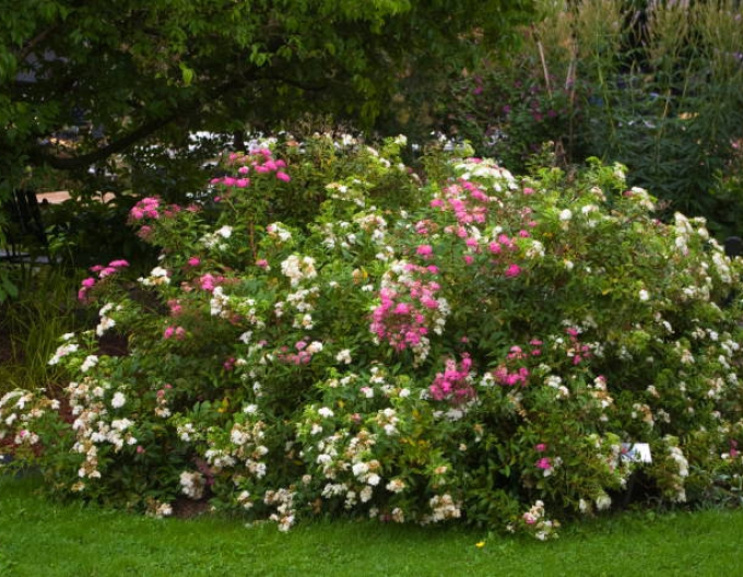 Tavoľník japonský Genpei