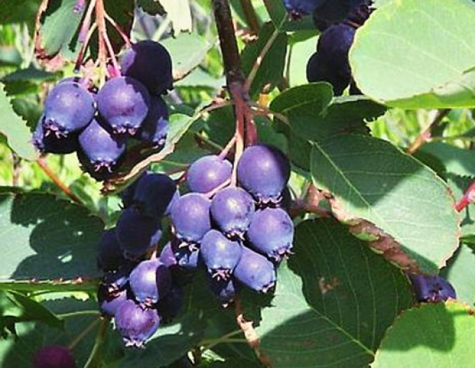 Muchovník ´Prince William´