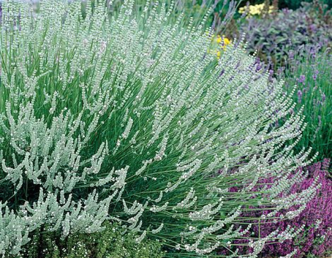 Levanduľa ’Edelweiss’