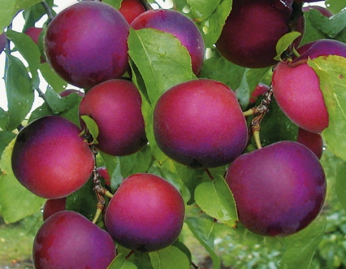 Marhuľo-slivka APRISALI®