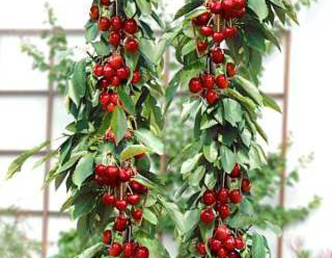 Čerešňa stĺpová ´Sylvia´, podp. Mahalebka, voľnok.