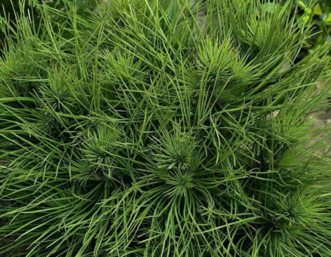 Borovica čierna ’ Spielberg ’