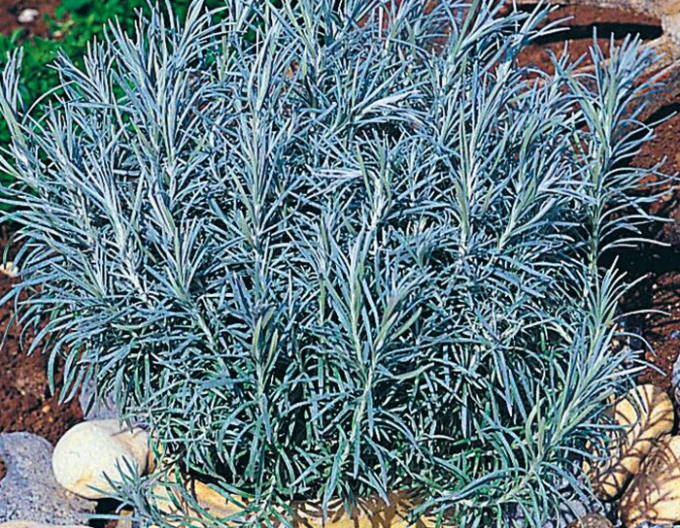 Slamiha úzkolistá "Kari"