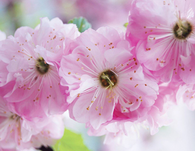 Mandľa trojlaločná