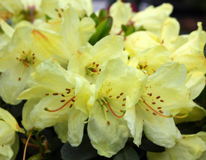 Rododendrón ´Wren´