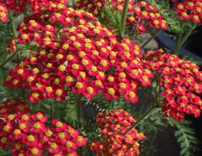 Rebríček obyčajný ´Paprika