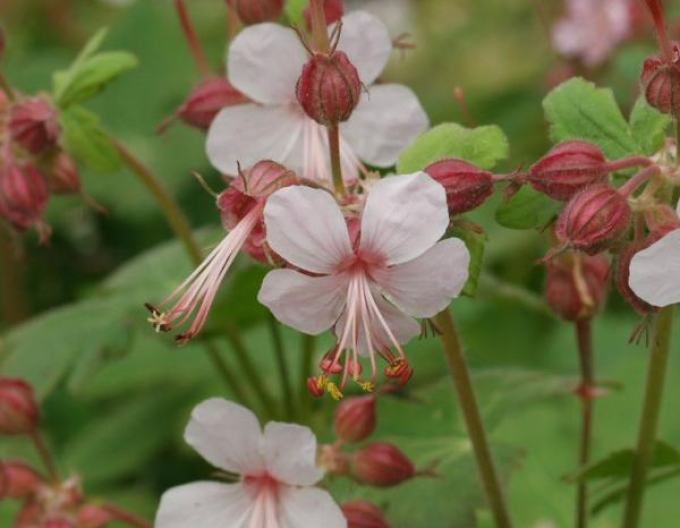 Pakosť podzemkatý ´Spessart´