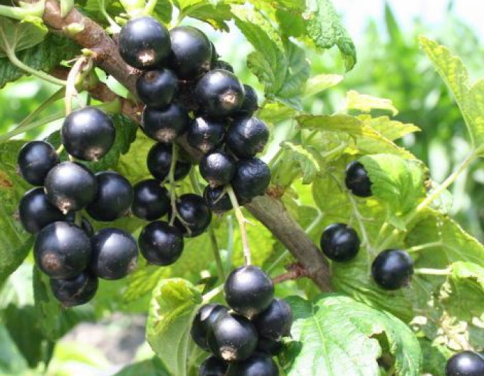 Ríbezľa čierna ´Cassisima Noiroma´  KER