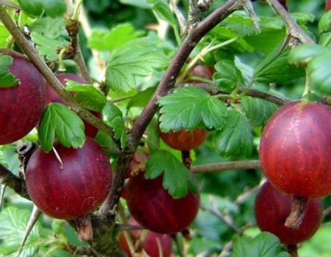 Egreš červený ´Captivator´ KER