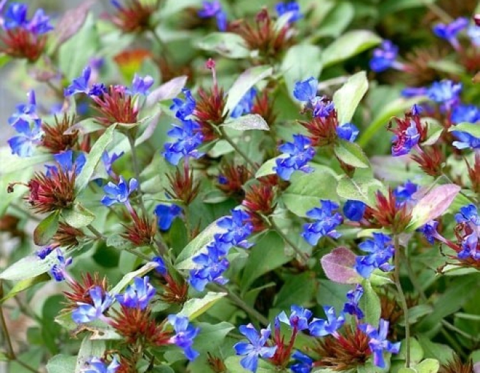 Rohoblizník olovníkovitý