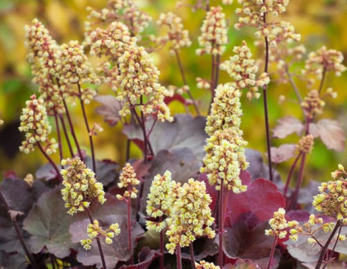 Heuchera Little Cutie ´Blondie´