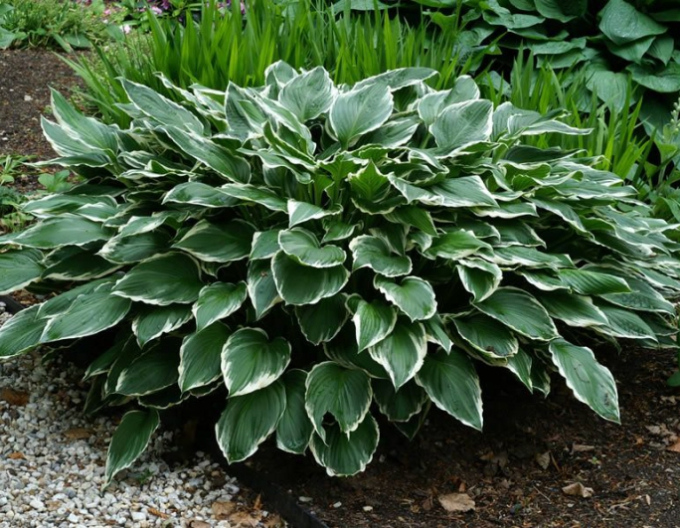 Hosta  ´Francee´