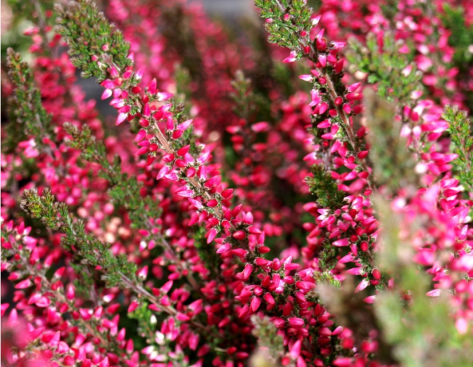 Vres obyčajný ´Aphrodite´