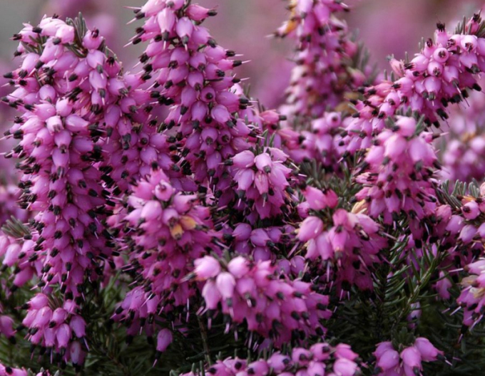 Vresovec pleťový ´Kramer´s Rote´