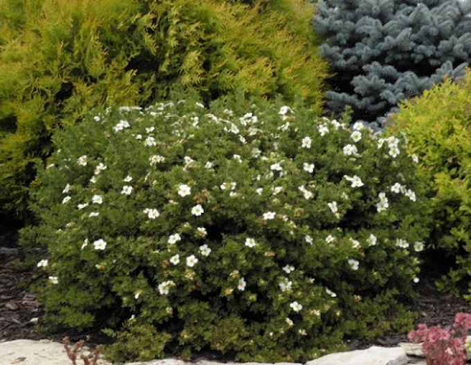 Nátržník krovitý ´Tilford Cream´