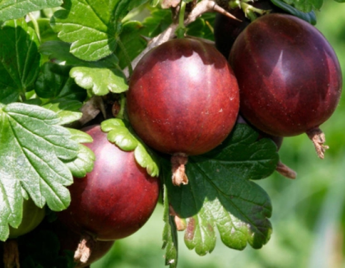 Egreš ´Hinnonmaki Rot´ stromčekový, kont. 2l