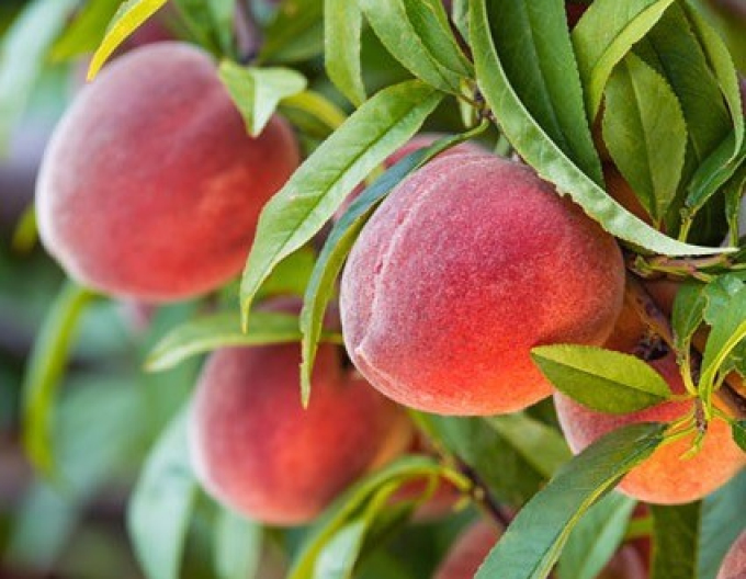 Broskyňa ´Tebana´ neskorá