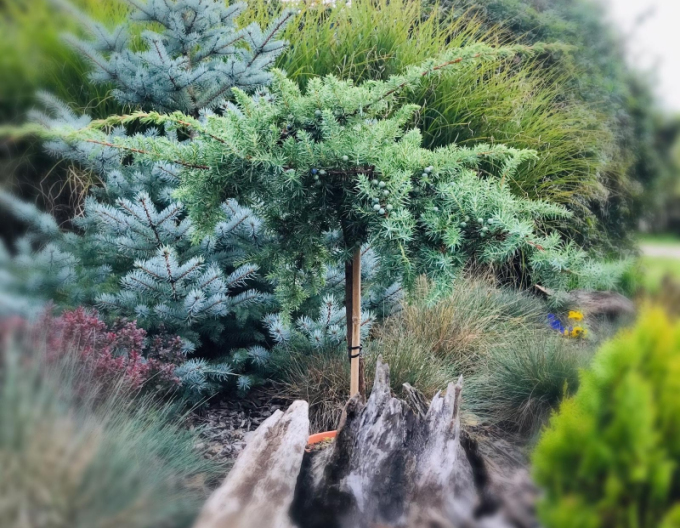 Borievka ´Schlager´ na kmienku