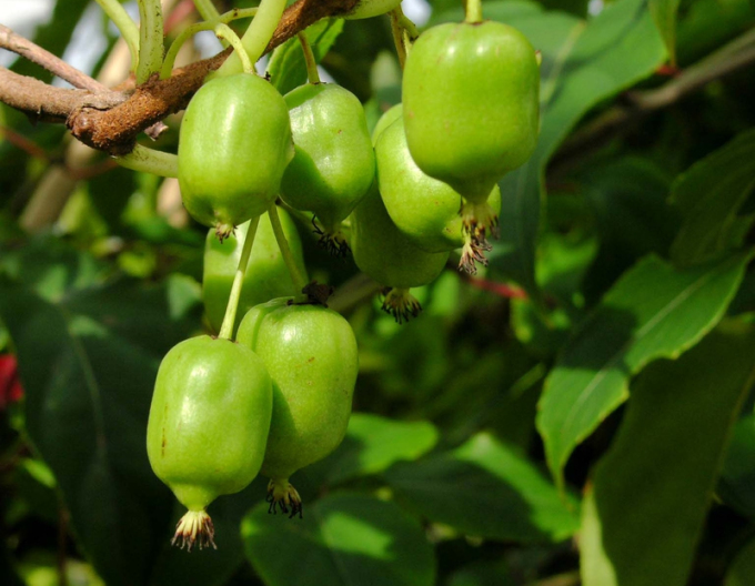 Mini kiwi samoopelivé ´Japsai´