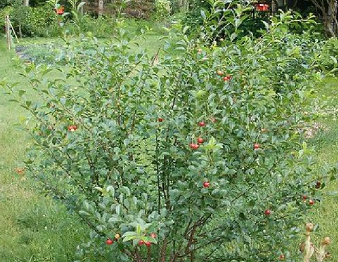 Višňa kríková ´Carmine Jewell´