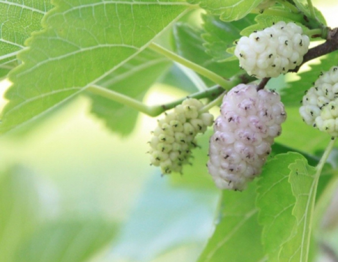 Moruša biela, voľnok.