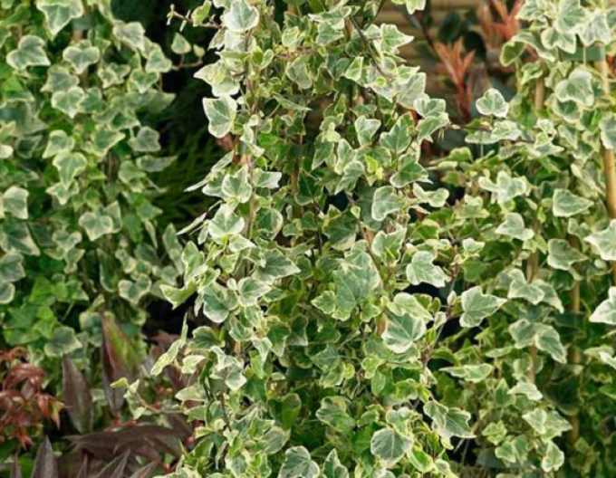 Brečtan popínavý ´White Ripple´