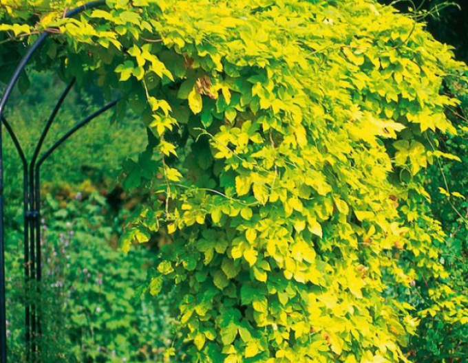 Chmeľ obyčajný ´Aureus´