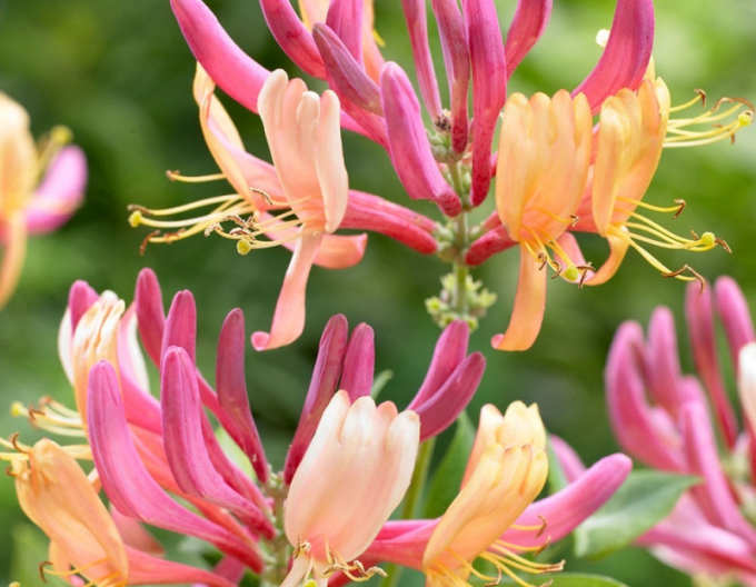 Zemolez heckrotii ´American Beauty´