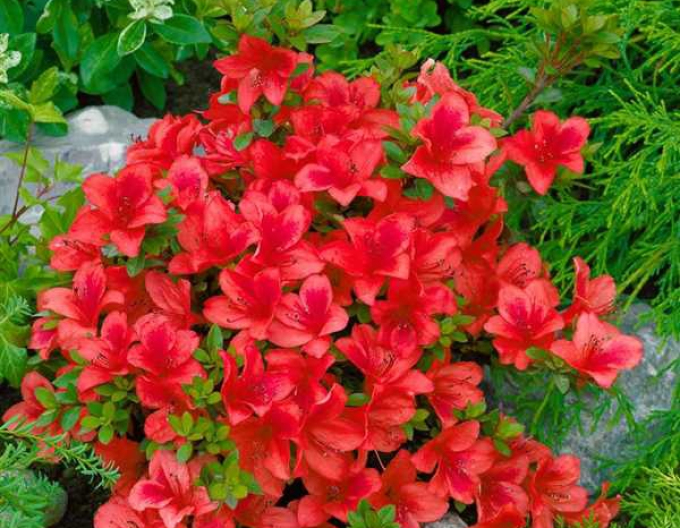 Azalka japonská ´Johana´