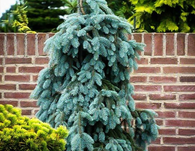 Smrek biely ´The Blues´