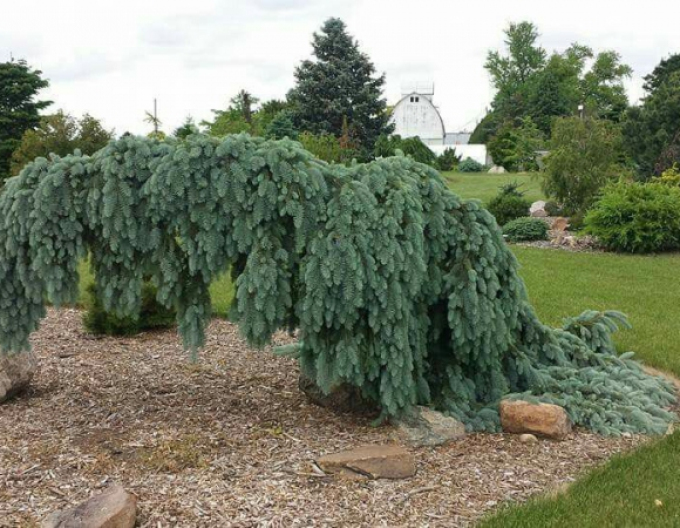 Smrek biely ´The Blues´