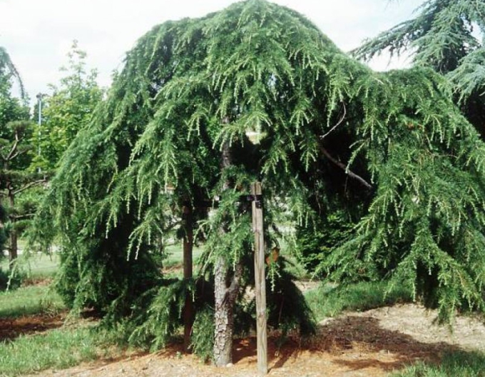 Céder himalájsky ´Pendula´