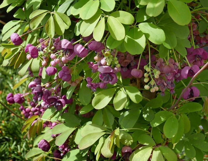 Akebia päťpočetná