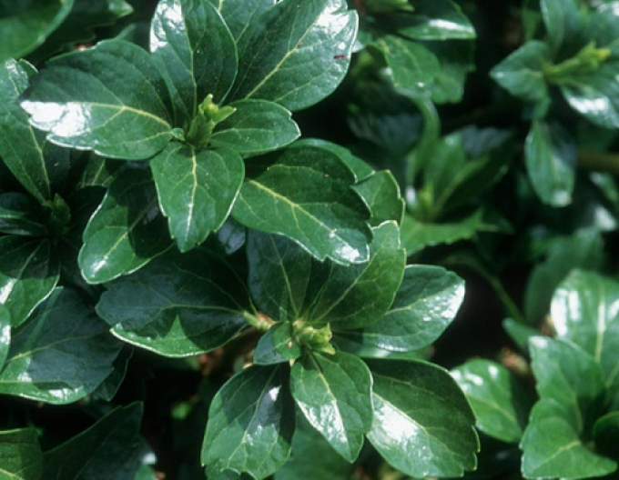 Pachysandra vrcholová ´Green Sheen´