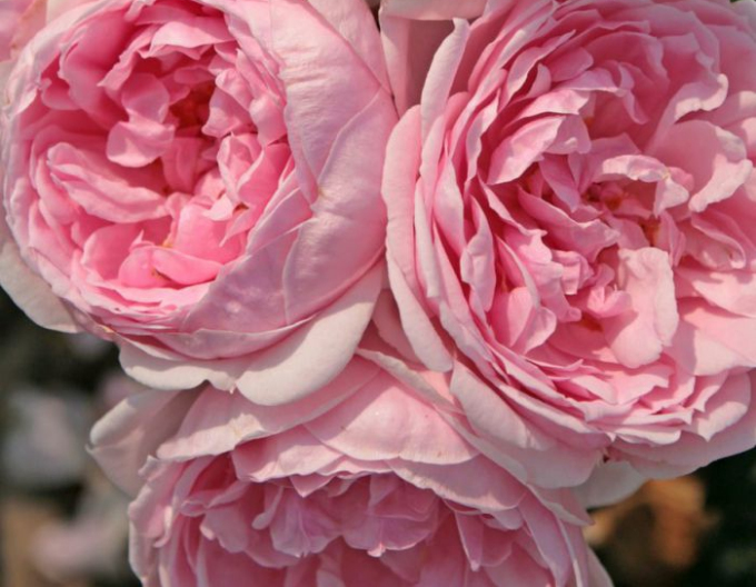 Ruža ´Cinderella´