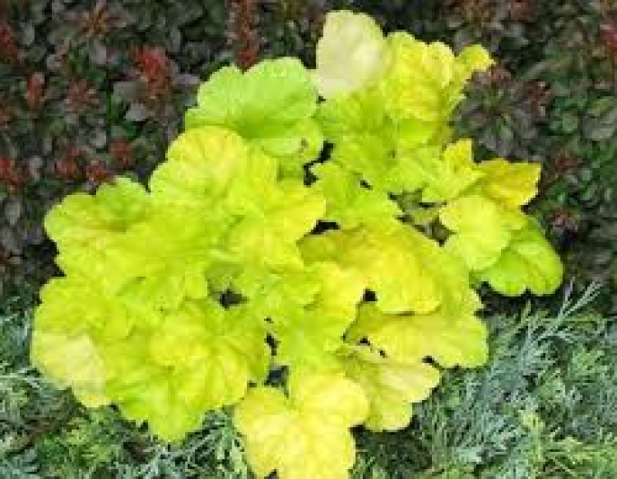 Heuchera ´World Caffe Romano´