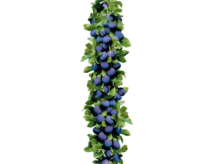 Slivka stĺpová ´Imperial´, podp. Myrobalán, voľnok.