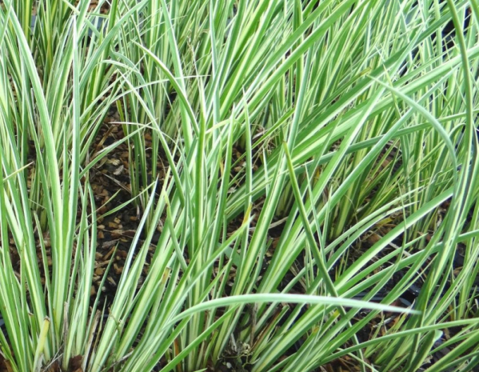 Puškvorec trávolistý ´Argenteostriatus´