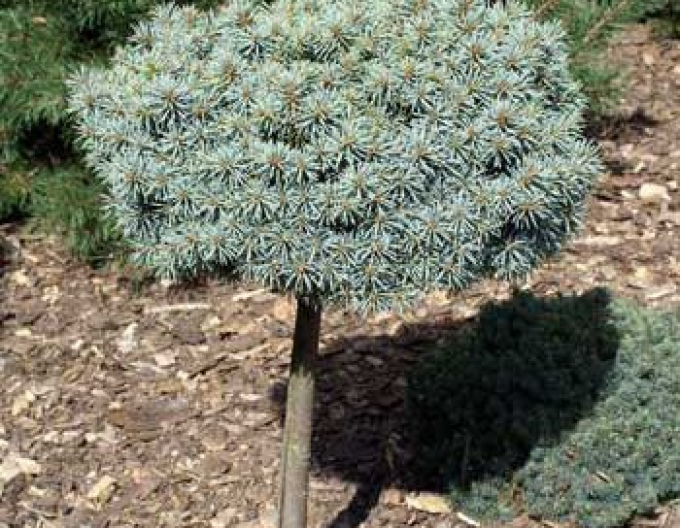 Smrek pichľavý ´Pali´ na kmienku