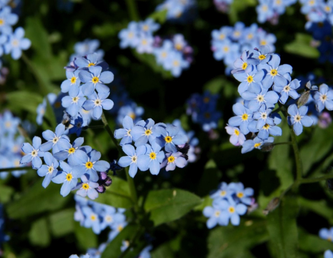 Nezábudka močiarna