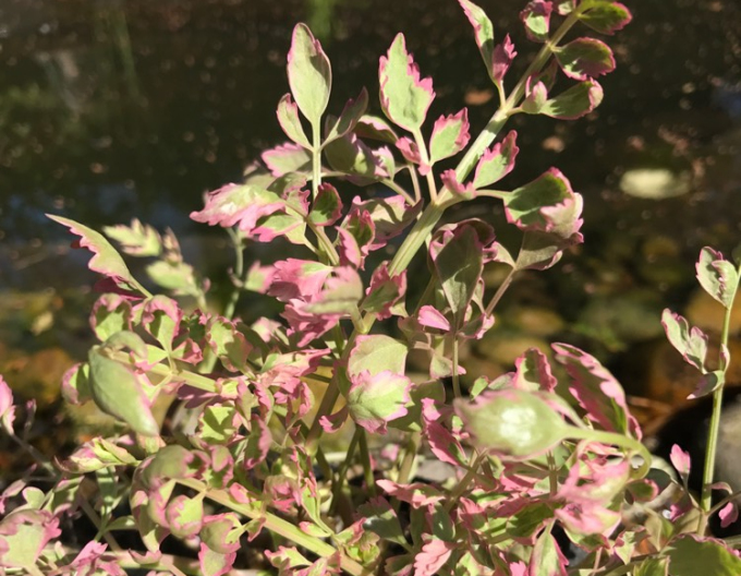 Halucha dutá ´Flamenco´