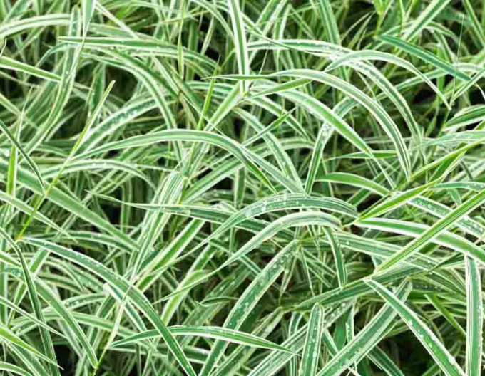 Ostrica ´Variegata´