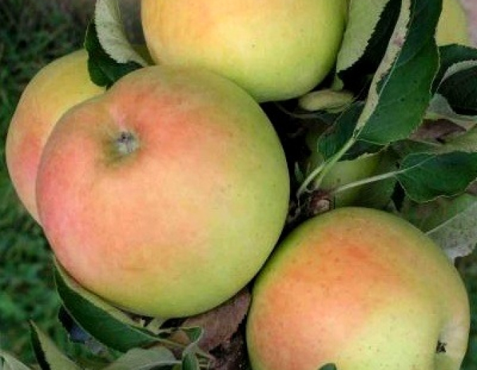 Jabloň stĺpová ´Goldcats´