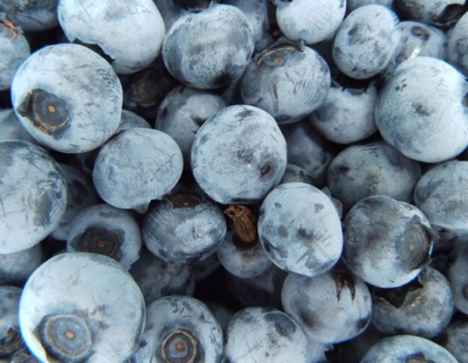 Čučoriedka kanadská ´Nelson´