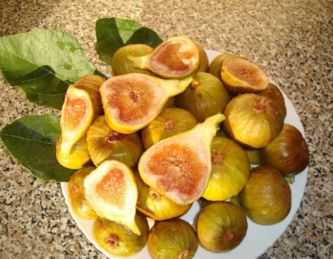 Figovník mrazuodolný ´Francuesco´