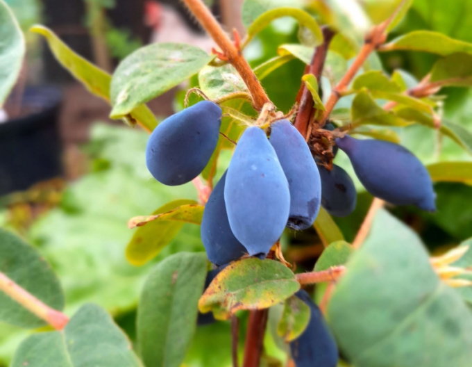 Zemolez kamčatský ´Sinij Utes´